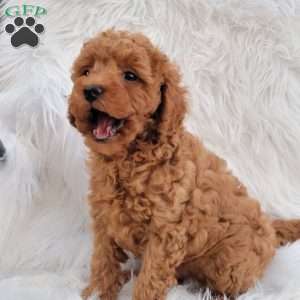 Rex- Micro, Mini Goldendoodle Puppy