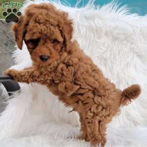 Rex- Micro, Mini Goldendoodle Puppy