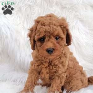 Rex- Micro, Mini Goldendoodle Puppy