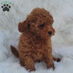 Buster- Micro, Mini Goldendoodle Puppy