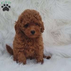 Buster- Micro, Mini Goldendoodle Puppy