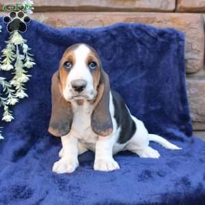 Blondie, Basset Hound Puppy