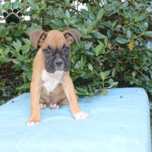Mack, Boxer Puppy