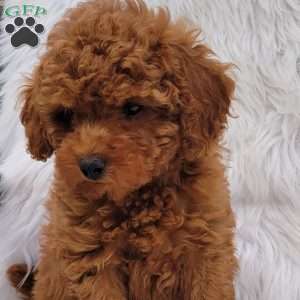 Buster- Micro, Mini Goldendoodle Puppy