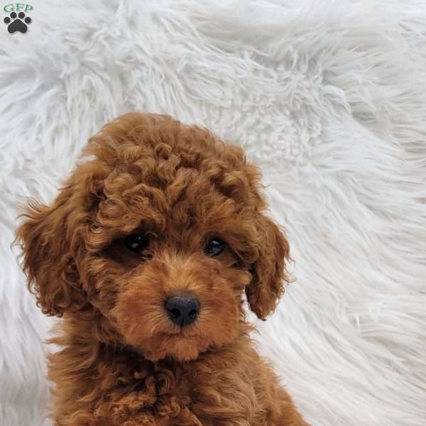 Buster- Micro, Mini Goldendoodle Puppy