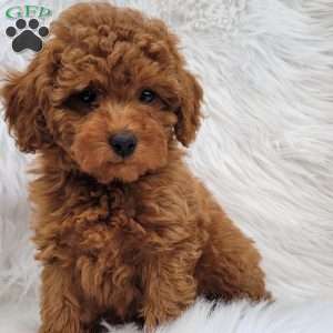 Buster- Micro, Mini Goldendoodle Puppy