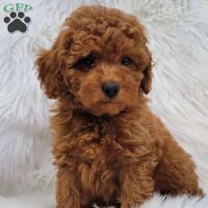 Buster- Micro, Mini Goldendoodle Puppy
