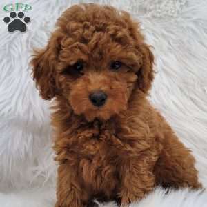 Buster- Micro, Mini Goldendoodle Puppy