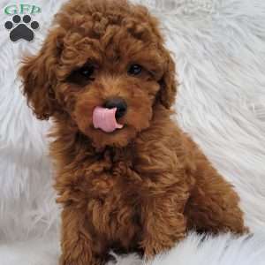 Buster- Micro, Mini Goldendoodle Puppy