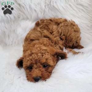 Rex- Micro, Mini Goldendoodle Puppy