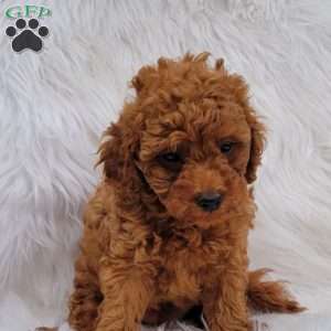 Rex- Micro, Mini Goldendoodle Puppy