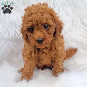 Rex- Micro, Mini Goldendoodle Puppy