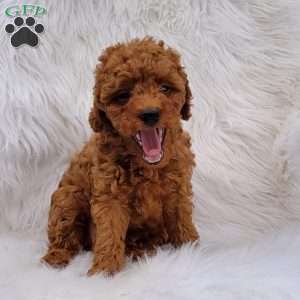 Rex- Micro, Mini Goldendoodle Puppy