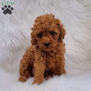 Rex- Micro, Mini Goldendoodle Puppy