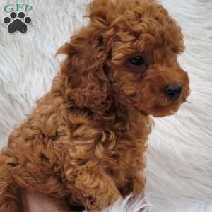 Rex- Micro, Mini Goldendoodle Puppy