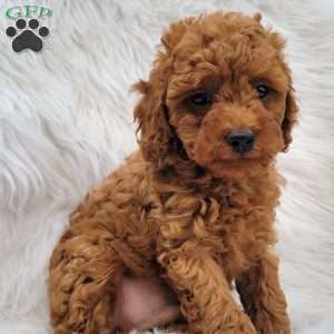 Rex- Micro, Mini Goldendoodle Puppy