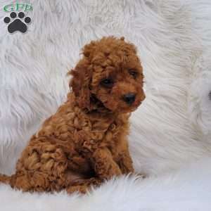 Rex- Micro, Mini Goldendoodle Puppy