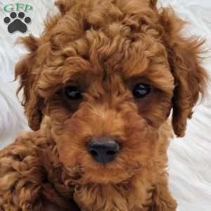 Rex- Micro, Mini Goldendoodle Puppy