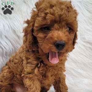 Rex- Micro, Mini Goldendoodle Puppy