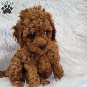 Rex- Micro, Mini Goldendoodle Puppy