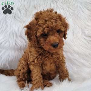 Rex- Micro, Mini Goldendoodle Puppy