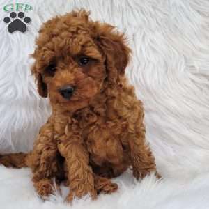 Rex- Micro, Mini Goldendoodle Puppy