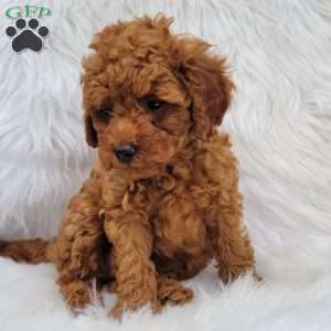 Rex- Micro, Mini Goldendoodle Puppy
