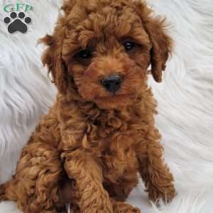 Rex- Micro, Mini Goldendoodle Puppy