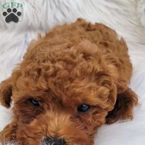 Rex- Micro, Mini Goldendoodle Puppy