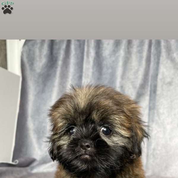 Kai, Shih Tzu Puppy
