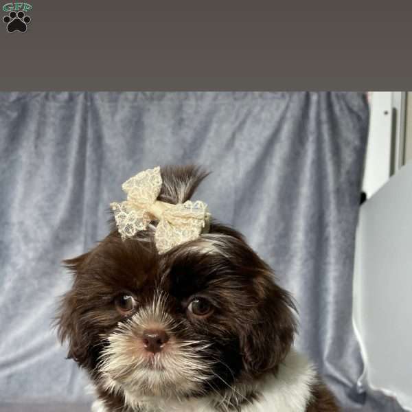 Kylie, Shih Tzu Puppy