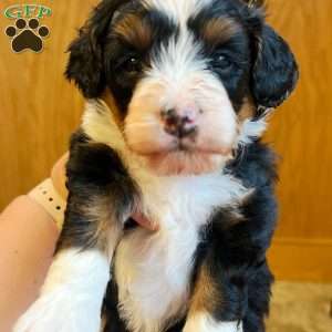 Chester, Mini Bernedoodle Puppy
