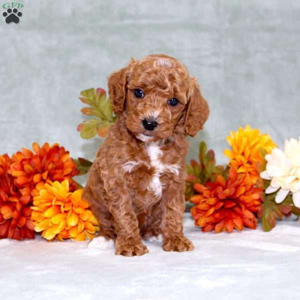 Harvest, Miniature Poodle Puppy