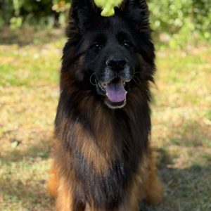 Makayla Joines, View PuppiesView Puppies Breeder