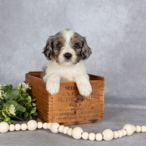 David Stoltzfus, View PuppiesView PuppiesView Puppies Breeder