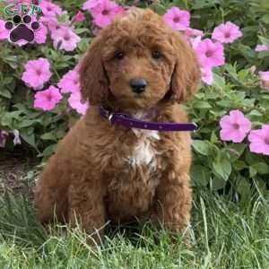 Benjamin Miller,  Breeder