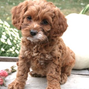 Emily High, View Puppies Breeder