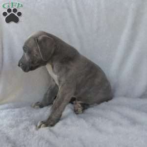 Rosco, Great Dane Puppy