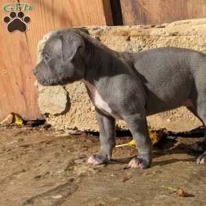 Sapphire, American Bully Puppy