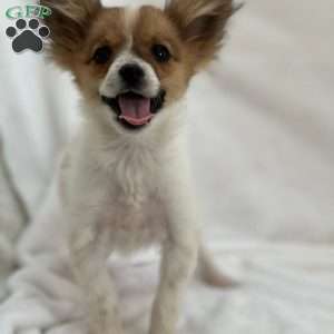 Flash, Papillon Puppy