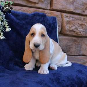 Bonnie, Basset Hound Puppy