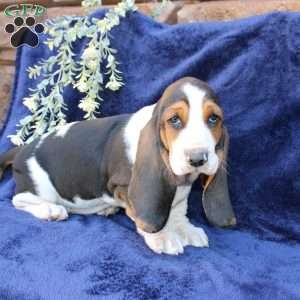 Bessie, Basset Hound Puppy