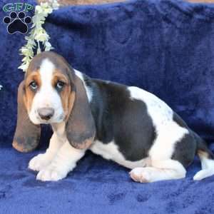Blondie, Basset Hound Puppy