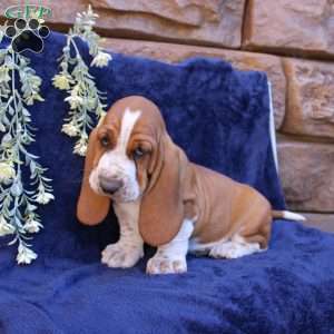 Boone, Basset Hound Puppy