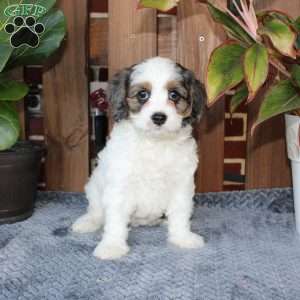 Lola, Cavapoo Puppy