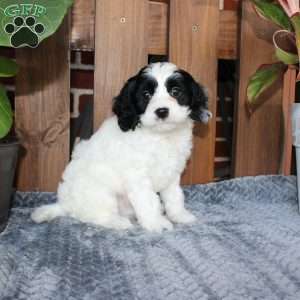 Luke, Cavapoo Puppy