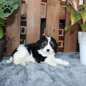 Lilly, Cavapoo Puppy