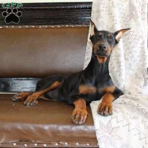 Sasha, Doberman Pinscher Puppy