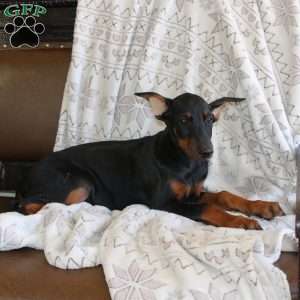 Sunshine, Doberman Pinscher Puppy
