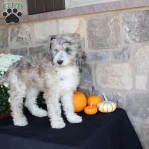 Satelite, Mini Labradoodle Puppy